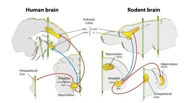 Neuronal Circuits for Fear Expression and Recovery: Recent Advances and